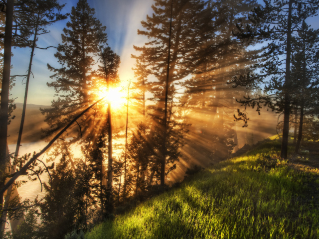 Утренний лес