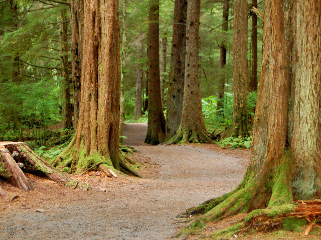 Национальный Лес