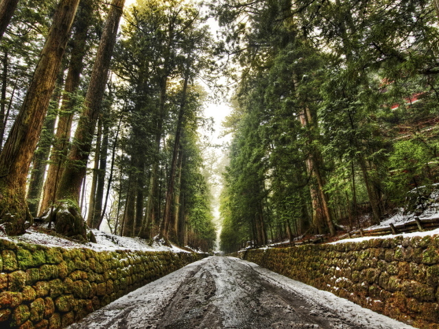 Дорога в лесу