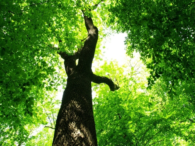 Царство зелени