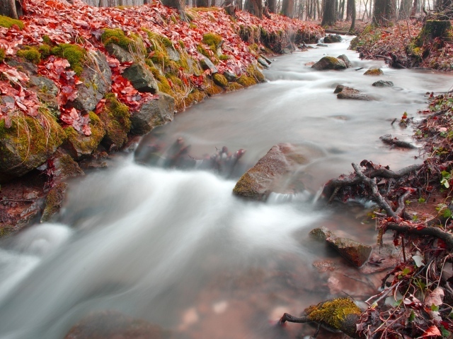 Лесная река