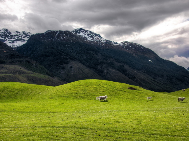 Высокогорное пастбище