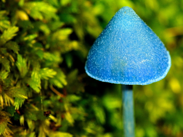 Синий грибочек