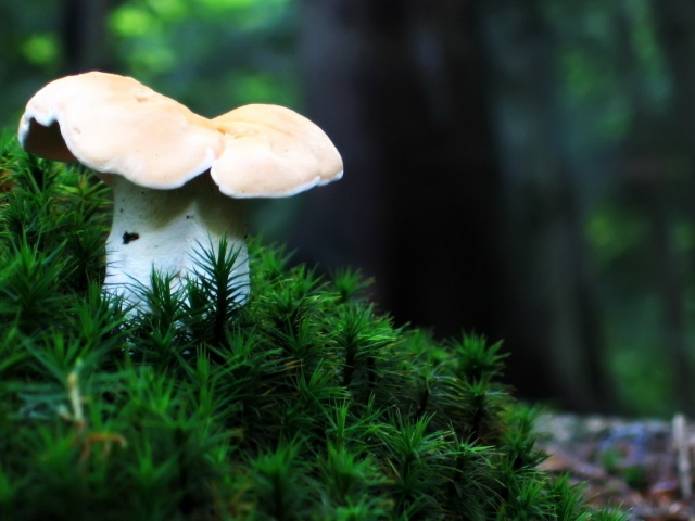 Одинокий гриб