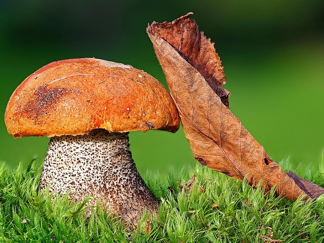 Подосиновик