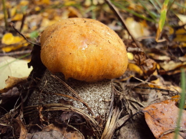 Подосиновик