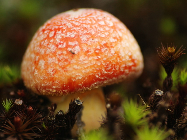 Маленький мухомор