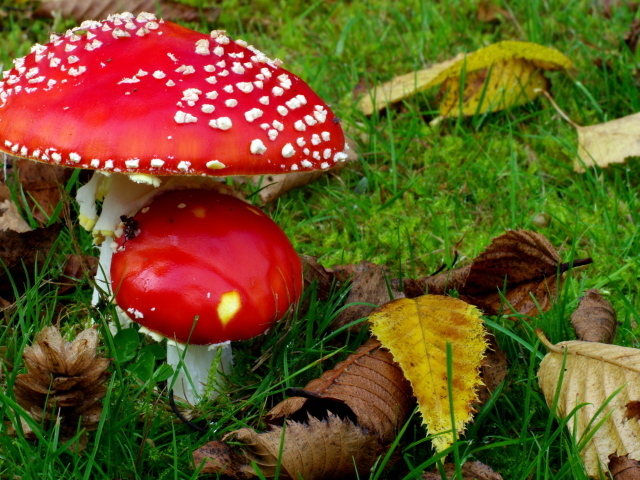 Два мухамора