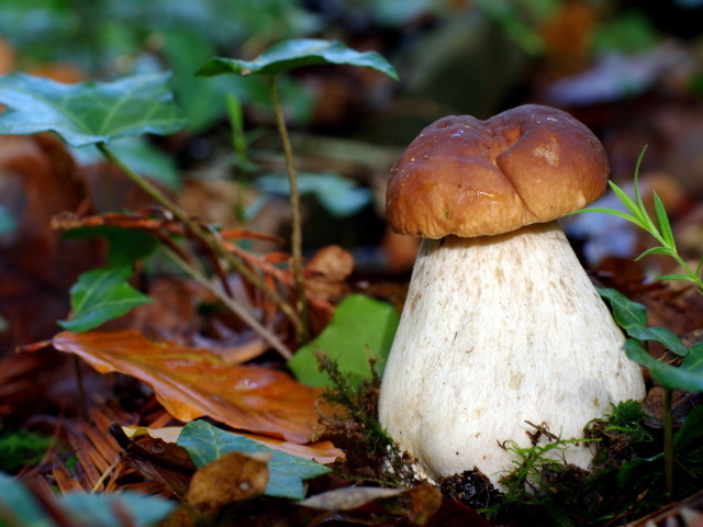 гриб Боровик