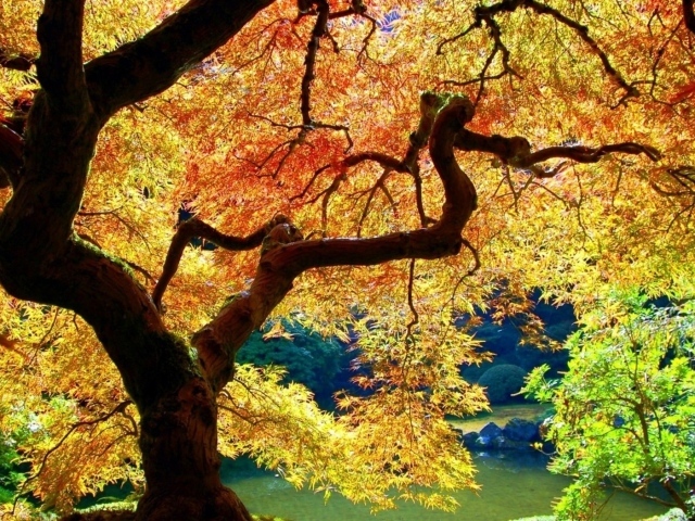 Осеннее дерево