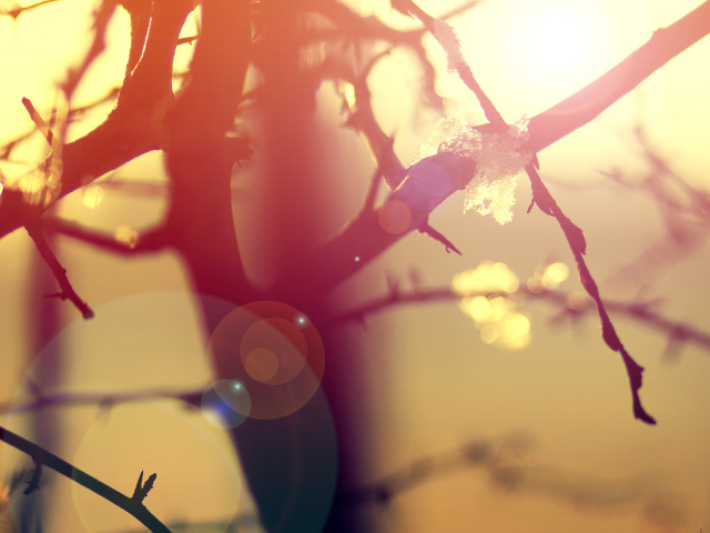 Ветки в бликах солнца