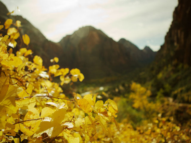 В фокусе желтые листья