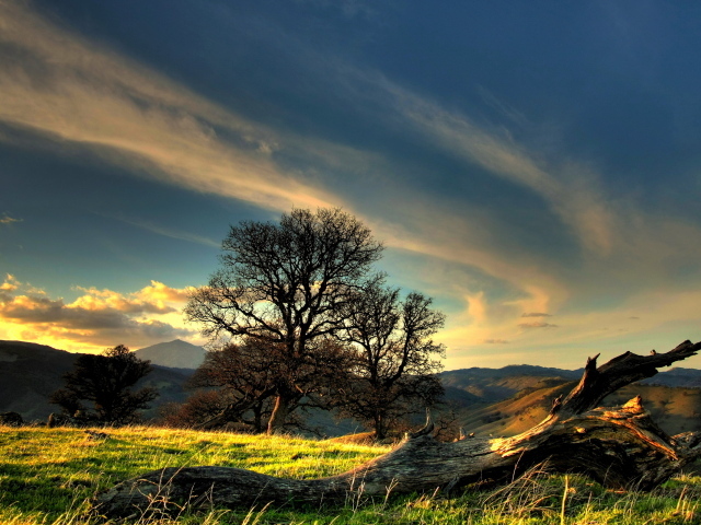 Коряга на холме