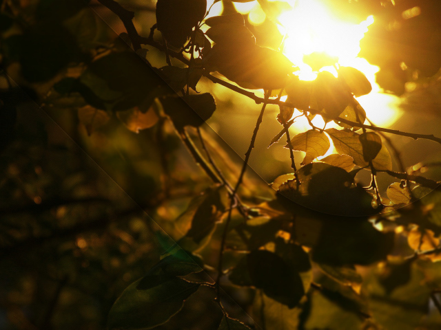 Солнце сквозь листья