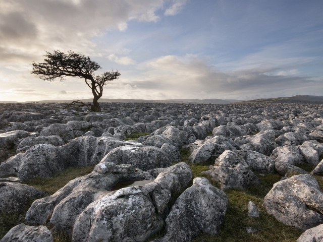 Дерево среди камней