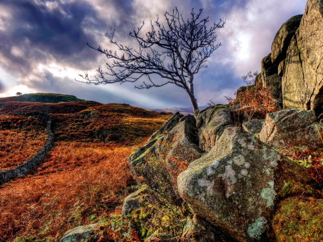 Дерево в камнях