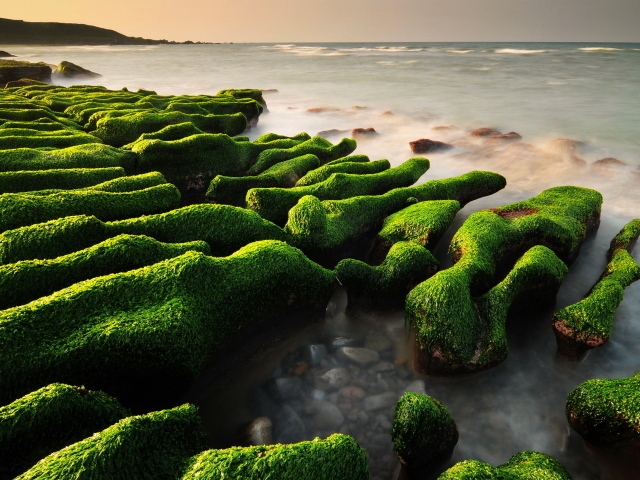 Водопосли на камнях