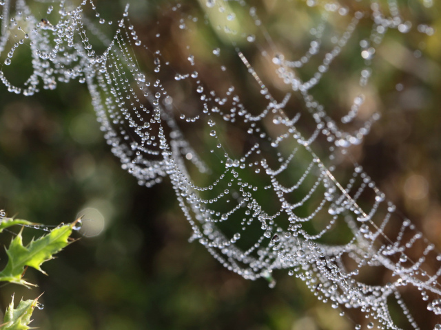 Водяные бусы