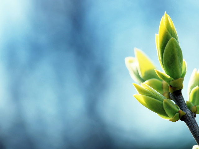 Ветка с листочками