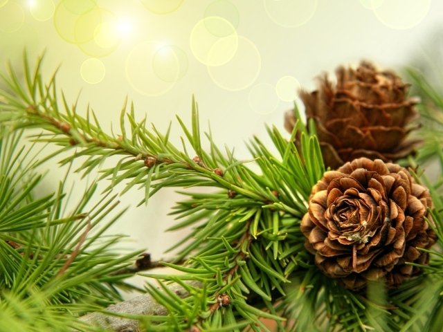 Шишки на ветках