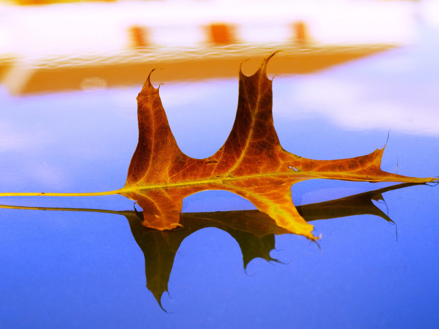 Засохший листок