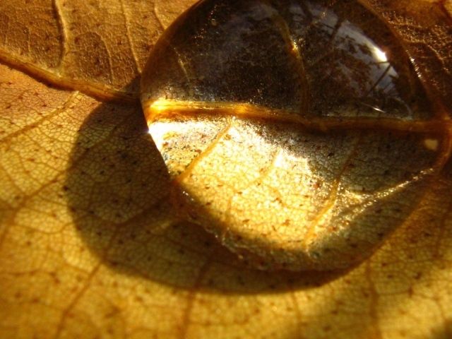 Капелька на сухом листе