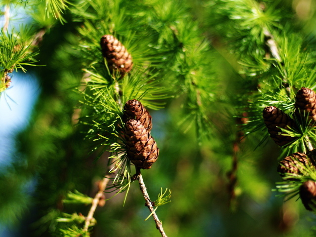 Еловые шишки