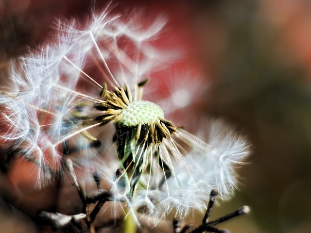 Облетевший одуванчик