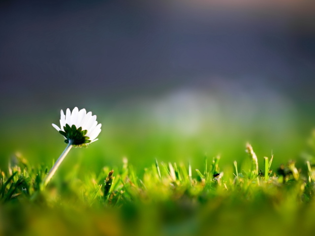 Трава и одинокий цветок