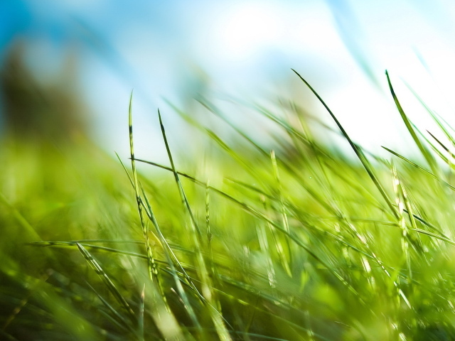 Зеленая трава