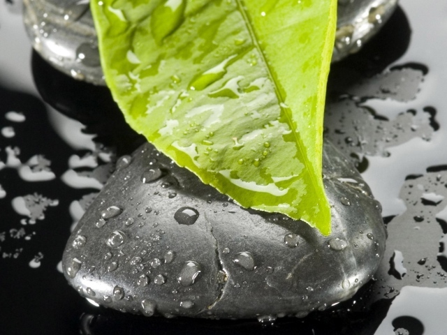 Листок на камне