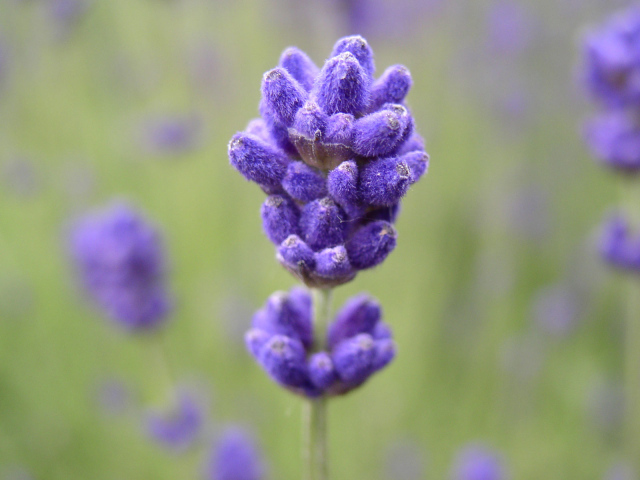 Сиреневый цветочек