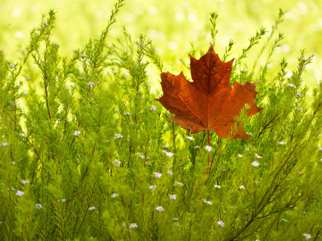 Кленовый лист