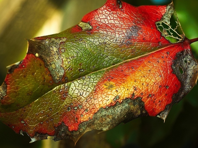 Яркий листик