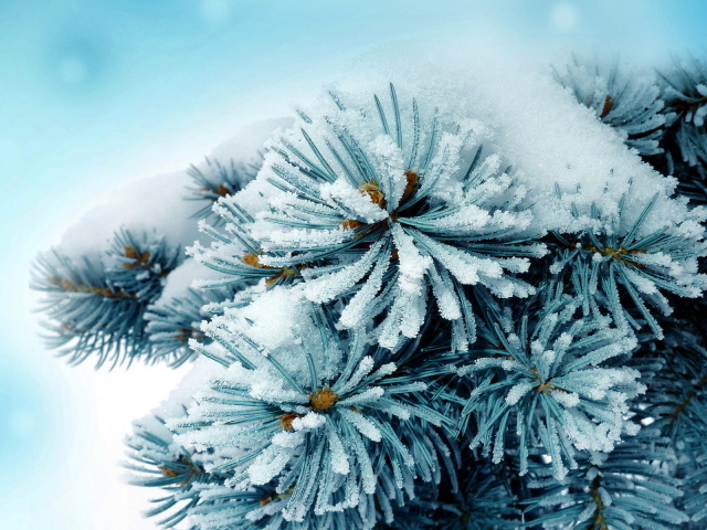 Колючая ветка