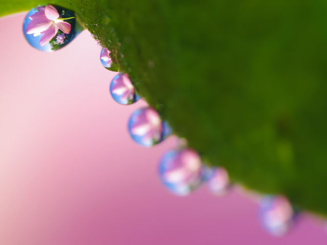 Рабочие обои весна