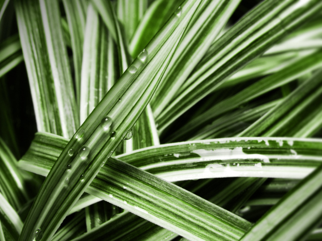 Мокрые листья