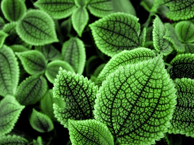 Зеленые листья растения