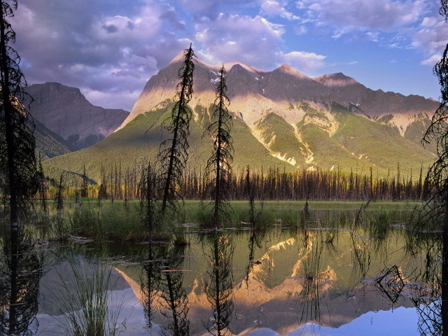 Болото в лесу