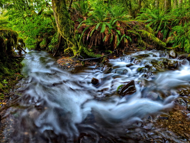 Река, текущая в лесу