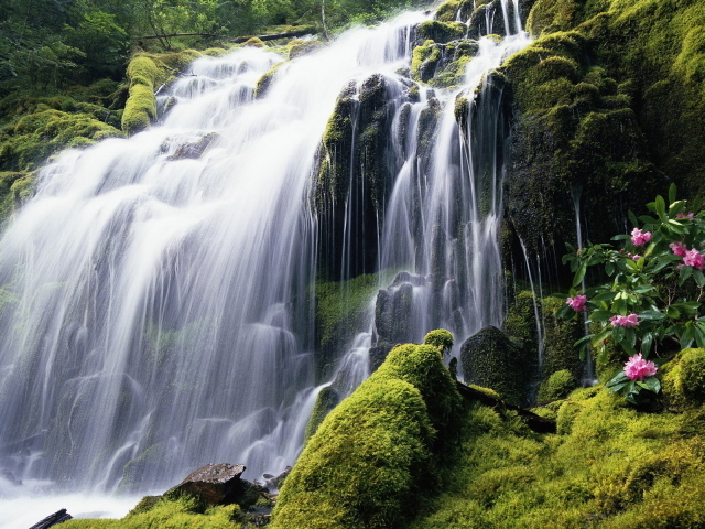 Красивый лесной водопад