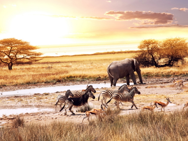 животные Африканской Саванны