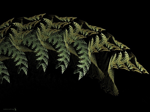 Листья папоротника