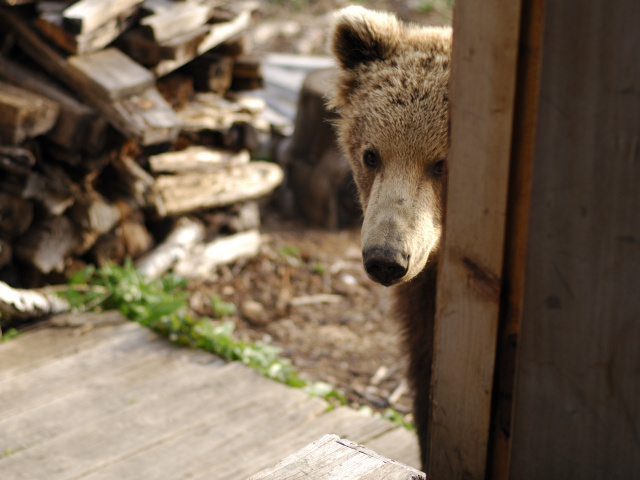 Медведь за дверью