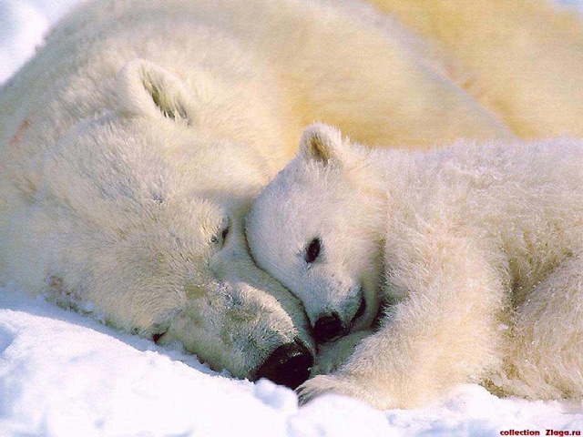 Белый медвежонок и мать
