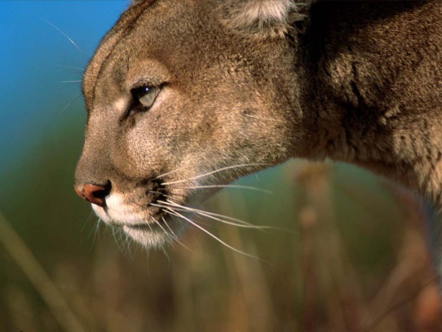 Львица на охоте