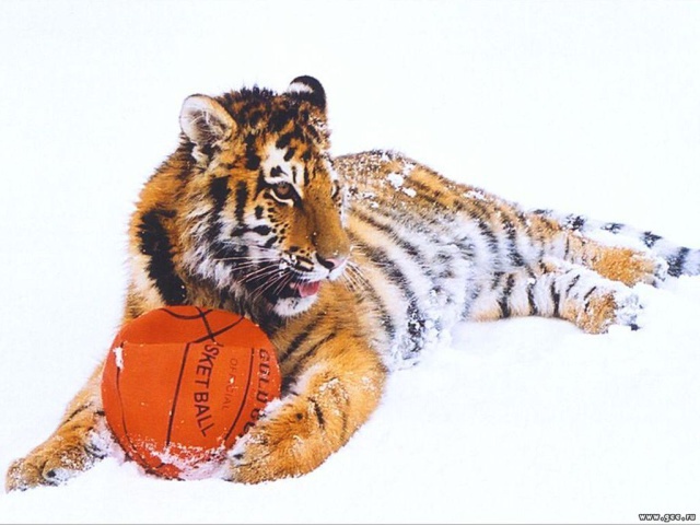 Тигр с мячом