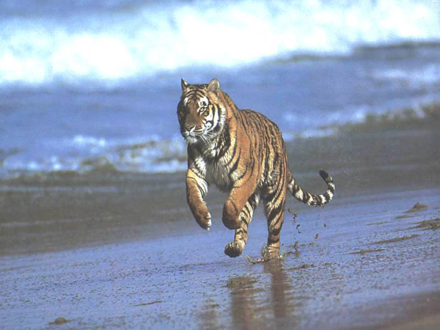 Тигр у моря