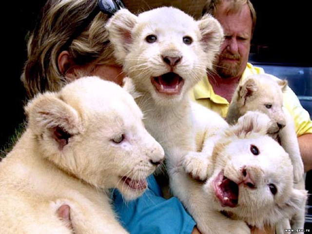 Маленькие львята