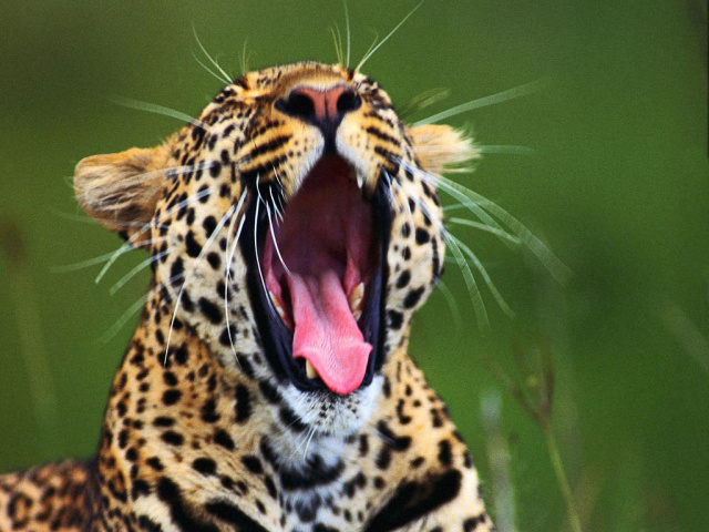 Зевающий гепард